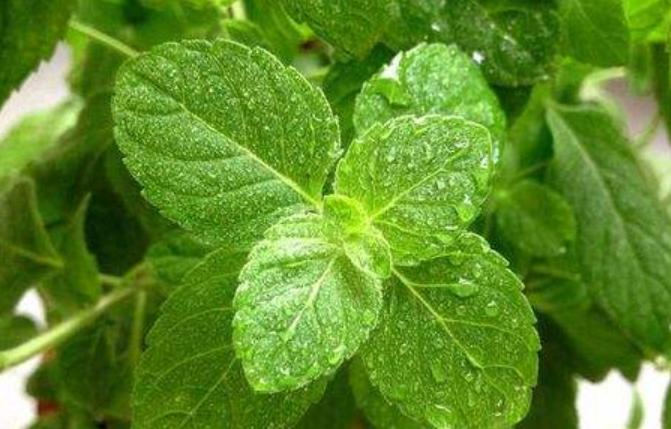 薄荷有几种吃法对身体有何好处,吃不完的薄荷有什么用处