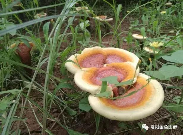 嵩县灵芝种植,嵩县何村蛮峪岭