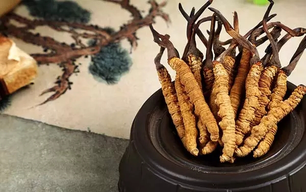 冬虫夏草补肾,冬虫夏草补肾益肺功效