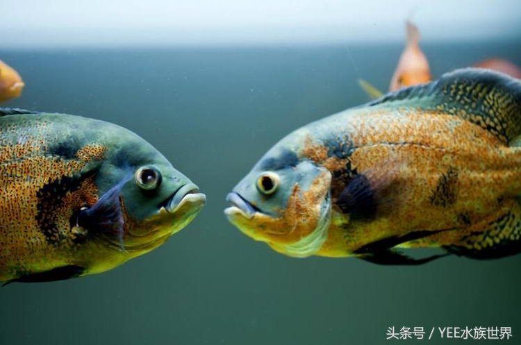 观赏鱼扁扁的趴在缸底叫啥,观赏鱼在13度水温趴缸