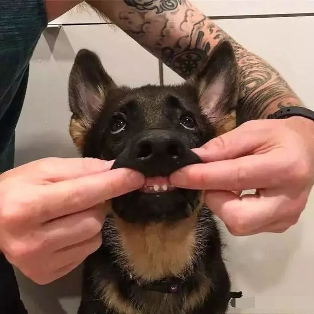 你以为的德牧真正的德牧,德牧为啥看起来那么可爱