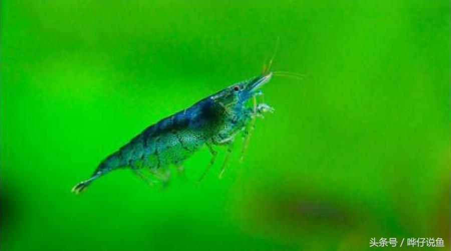 观赏虾观赏鱼,玩观赏鱼的阶段