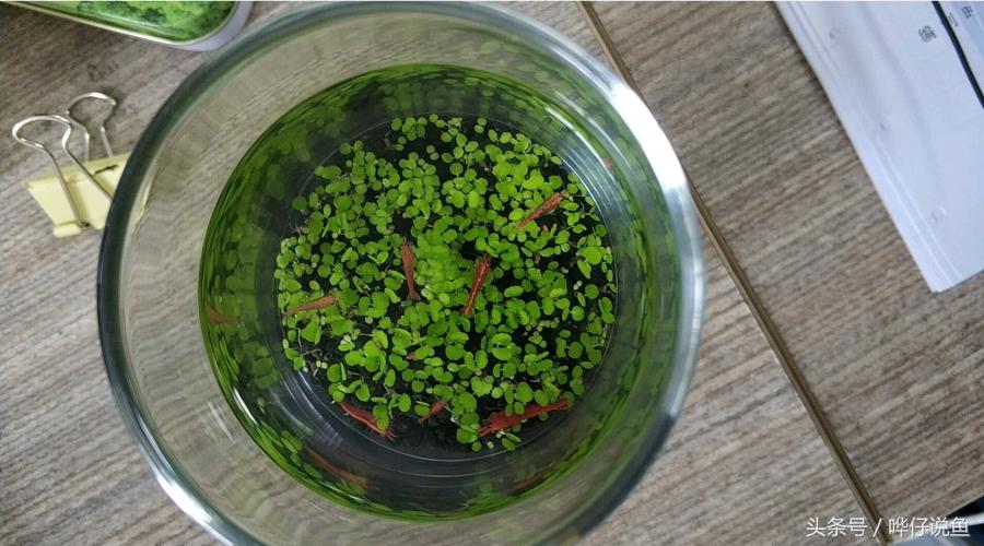 观赏虾观赏鱼,玩观赏鱼的阶段