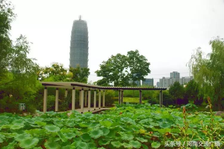 郑州哪里可以入夏赏荷,郑州最佳赏荷地来了