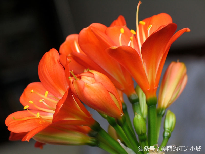 君子兰夏季高温养护技巧，注意这几点，叶片肥厚油绿，生机盎然