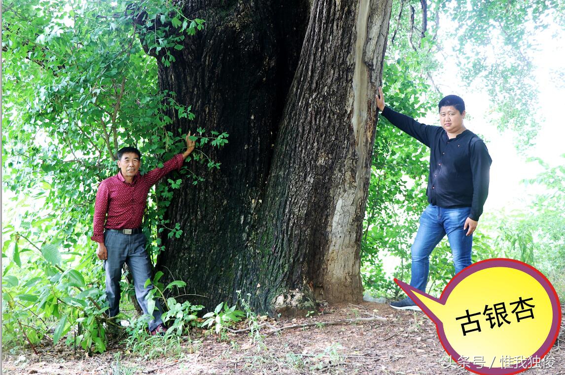 随州太白顶风景区简介视频,发现之旅神农架野人之谜