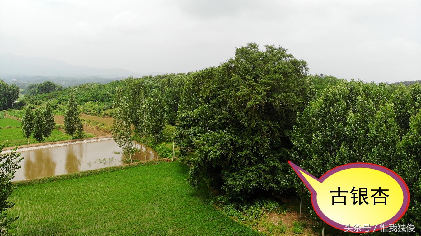 随州太白顶风景区简介视频,发现之旅神农架野人之谜