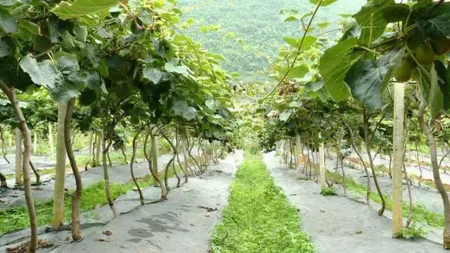 广西乐业：红心猕猴桃+有机茶，脱贫双招牌让农民搭上致富“快车”