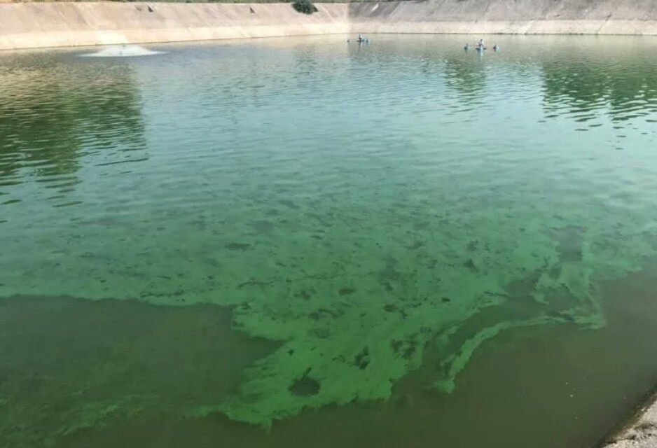 虾塘蓝藻爆发怎么办,幼虾塘有蓝藻怎么办