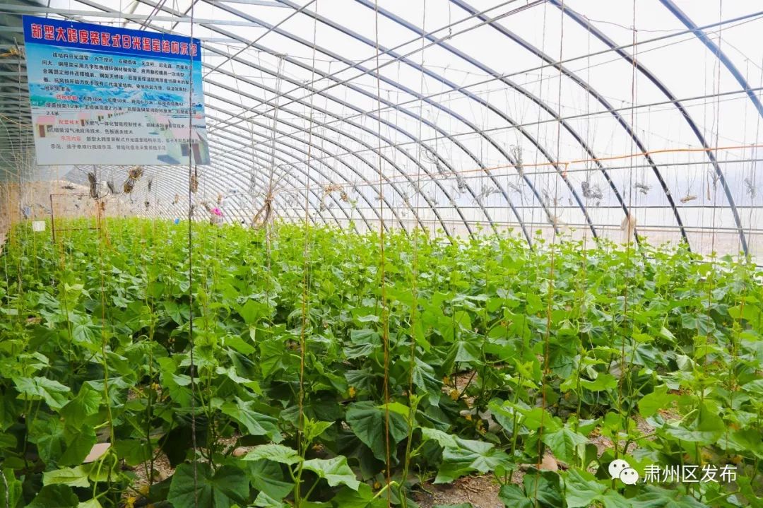 荒滩变成花海乡村富了百姓笑了,荒滩变成基本农田