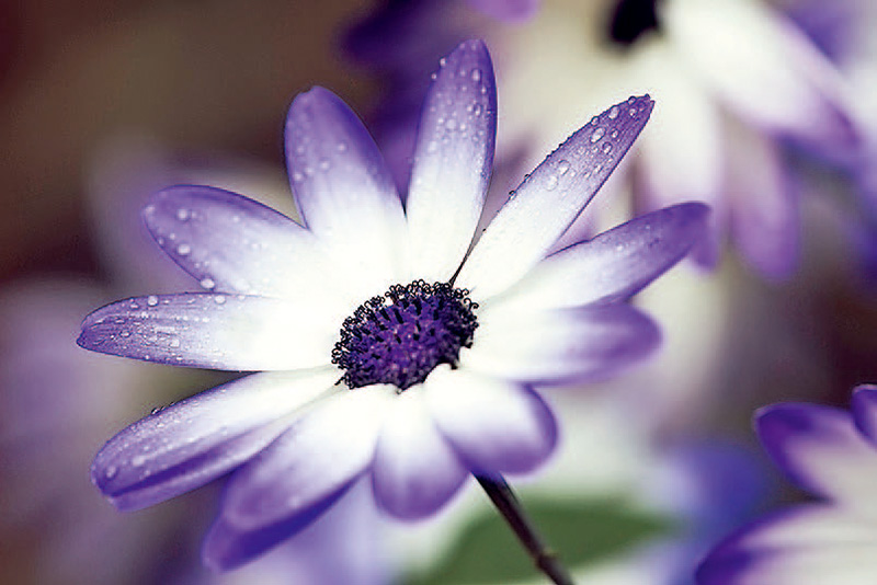 单反入门相机推荐,入门数码单反相机