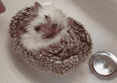 萌爆了！抖音同款蠢萌刺猬，赶紧入手一只撸撸撸！