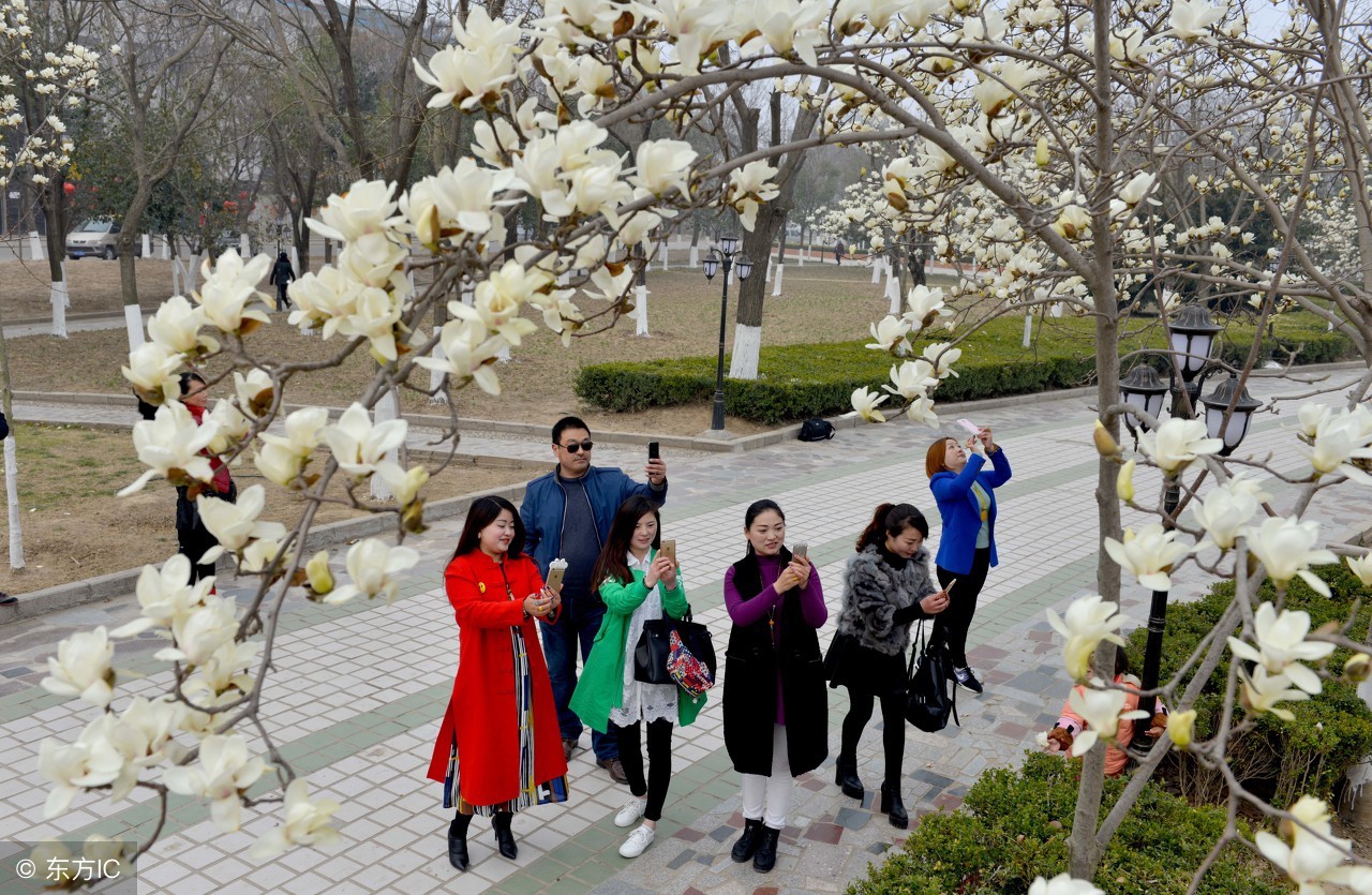 中国的市花、校花，可不知它药食两用，治头痛鼻塞，种植极具潜力