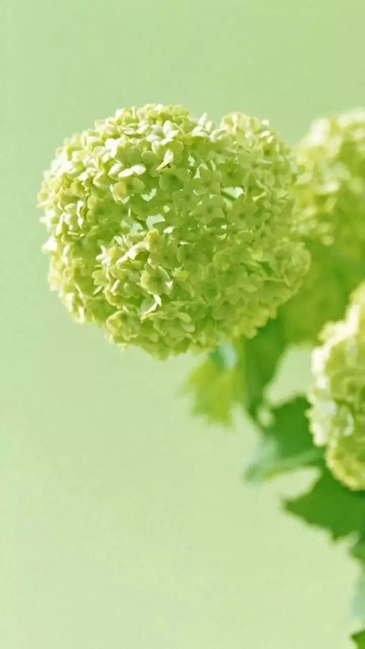 微信聊天护眼背景图高清大图,护眼背景图微信聊天背景