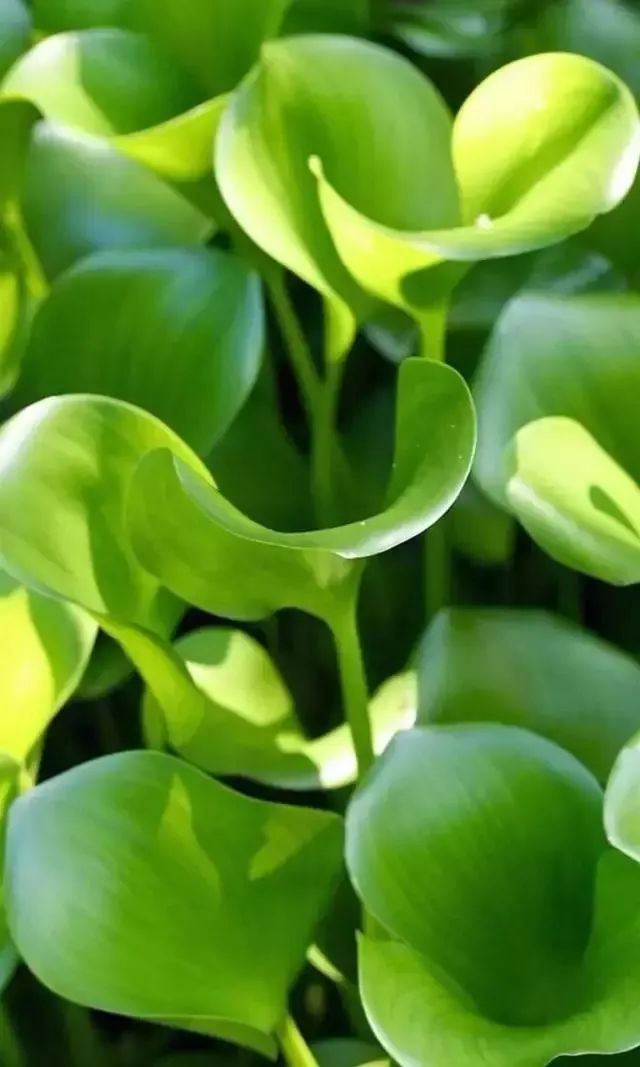 微信聊天护眼背景图高清大图,护眼背景图微信聊天背景