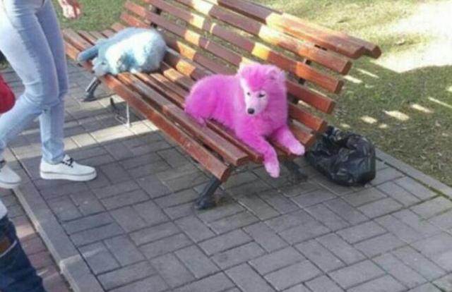 女子养了只奇特的宠物狗,女子捡了一只狗带回家