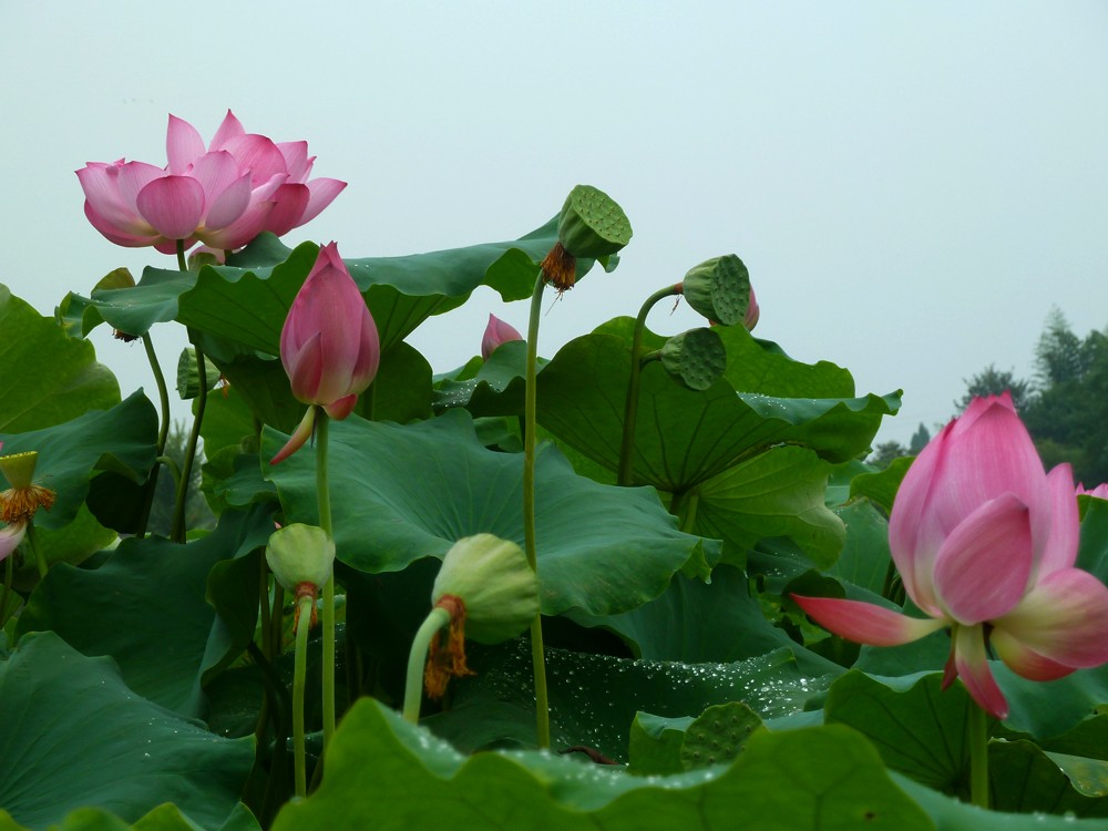 夏日赏月赏夜，不如赏花荷，这里“十里荷花一个村”