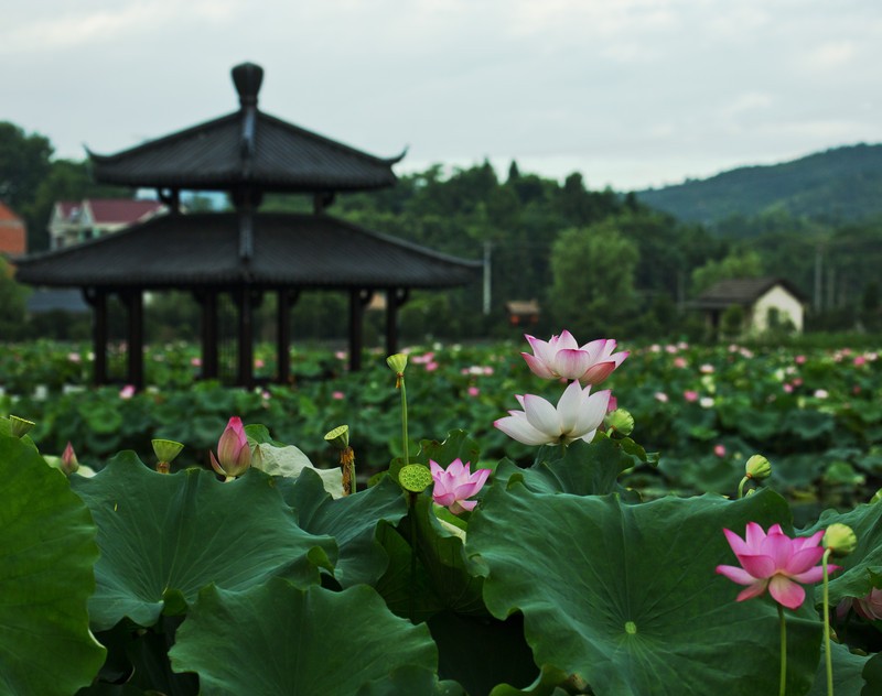 夏日赏月赏夜，不如赏花荷，这里“十里荷花一个村”