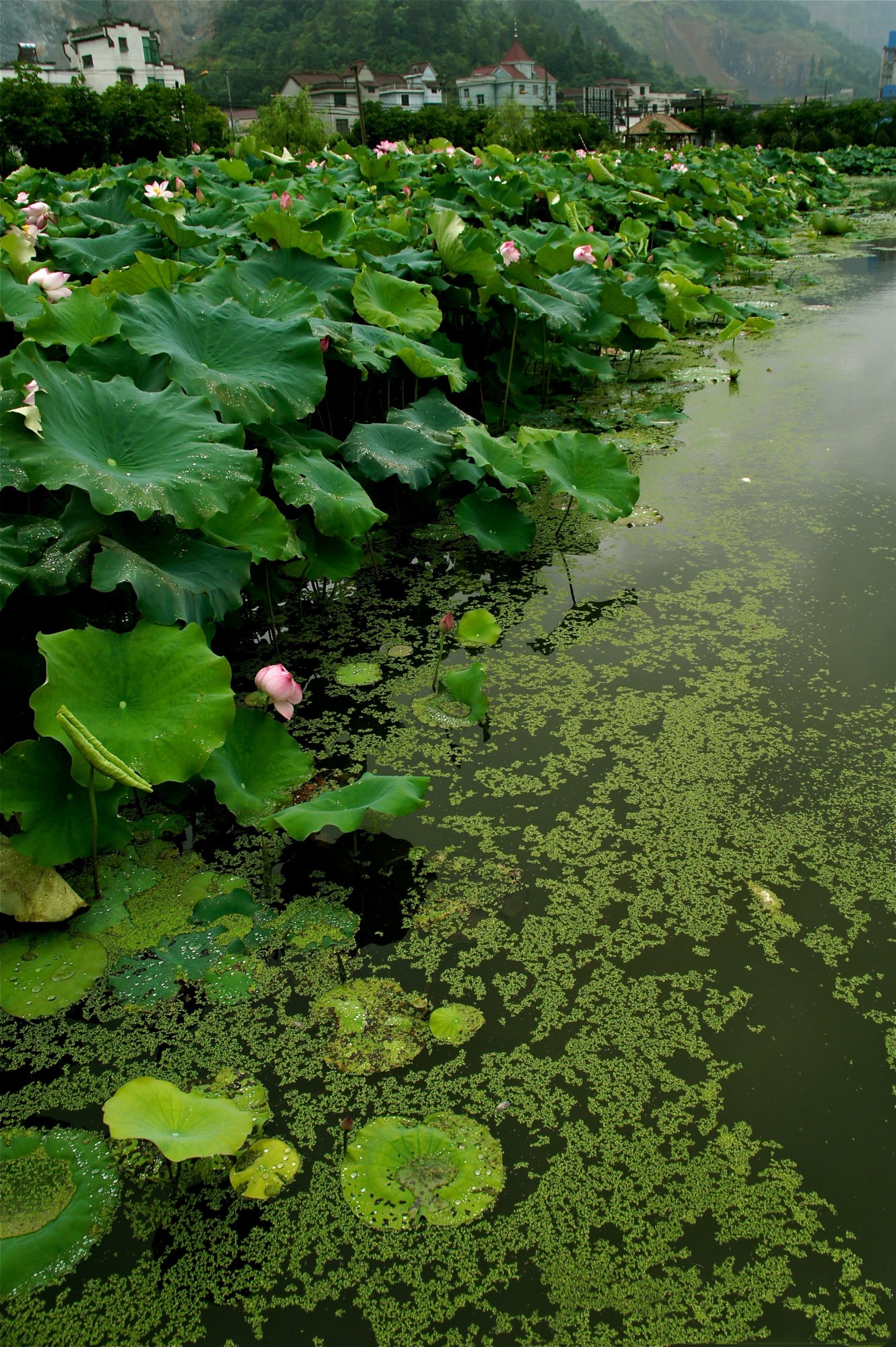 夏日赏月赏夜，不如赏花荷，这里“十里荷花一个村”