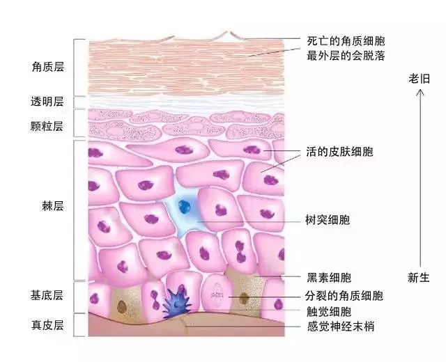 敏感肌肤应该怎么样温和去角质呢？该怎么操作才能避免烂脸？