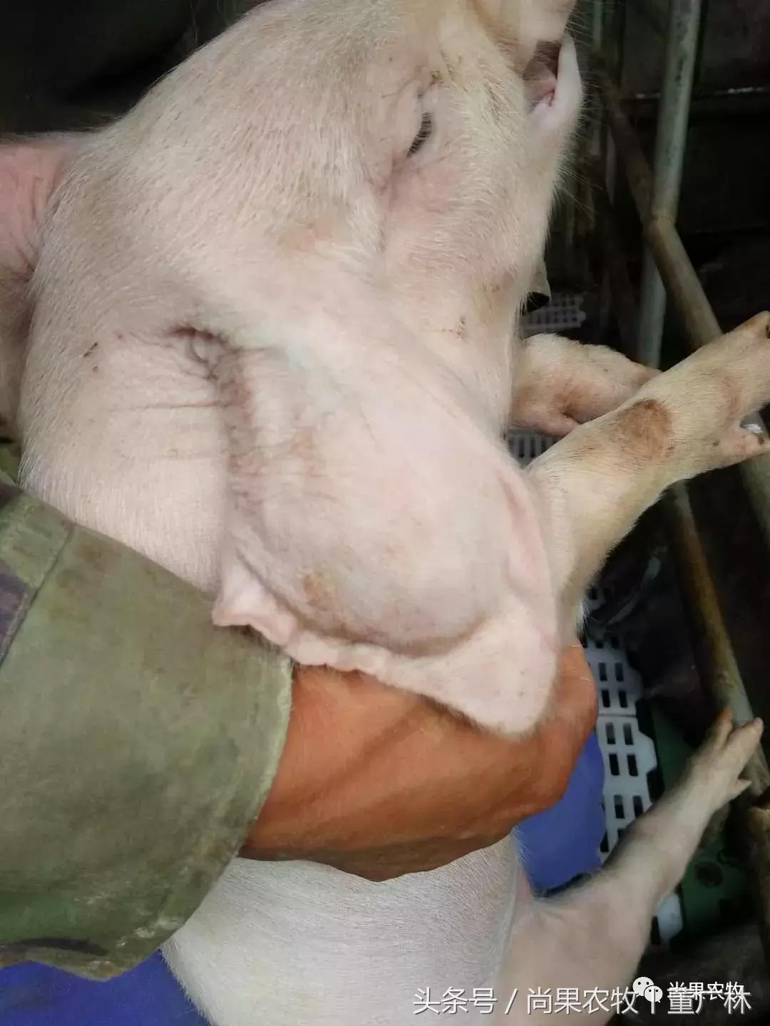 后备母猪身上长大包是什么,母猪身上长脓包是什么原因引起的