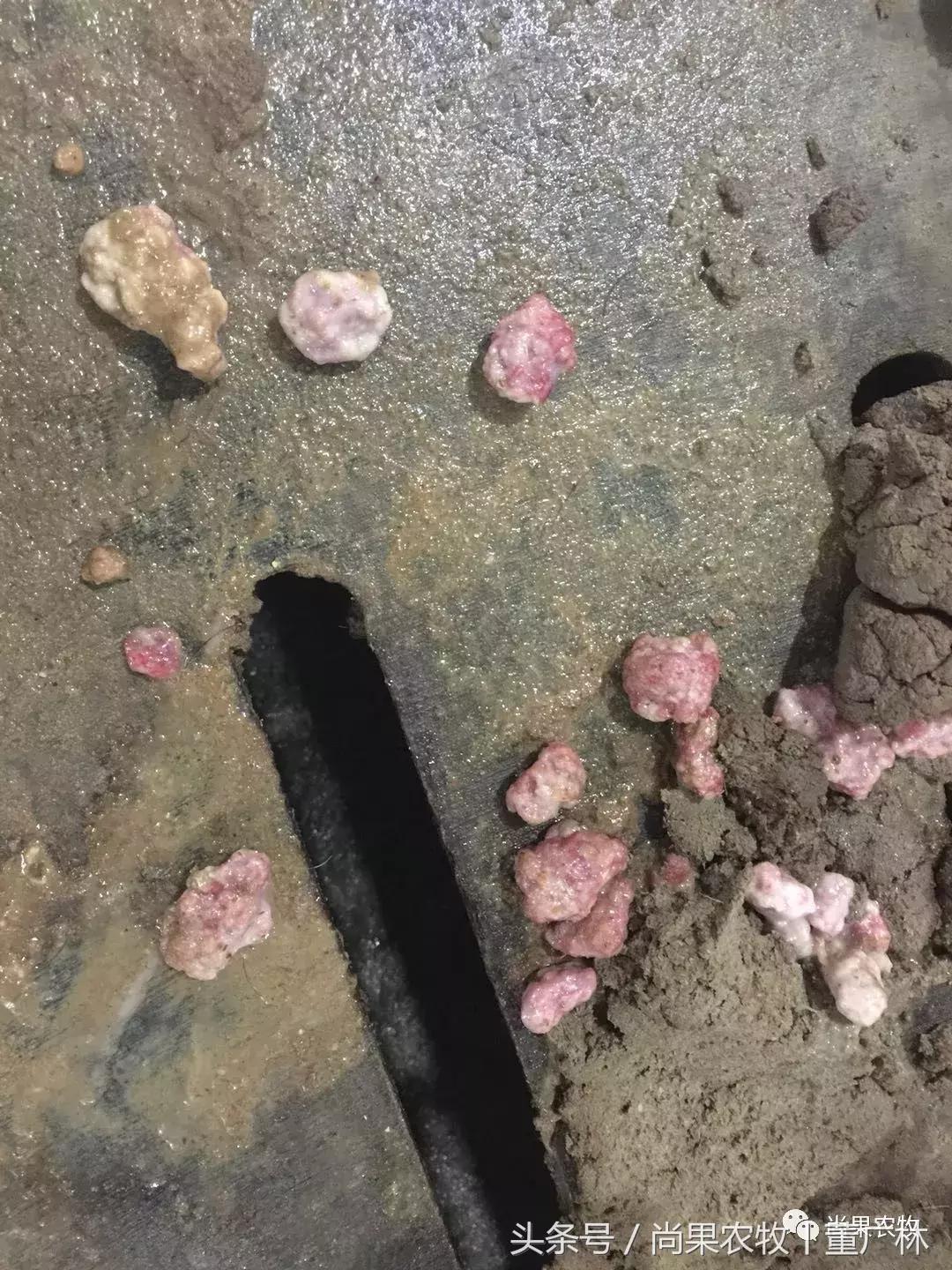 后备母猪身上长大包是什么,母猪身上长脓包是什么原因引起的