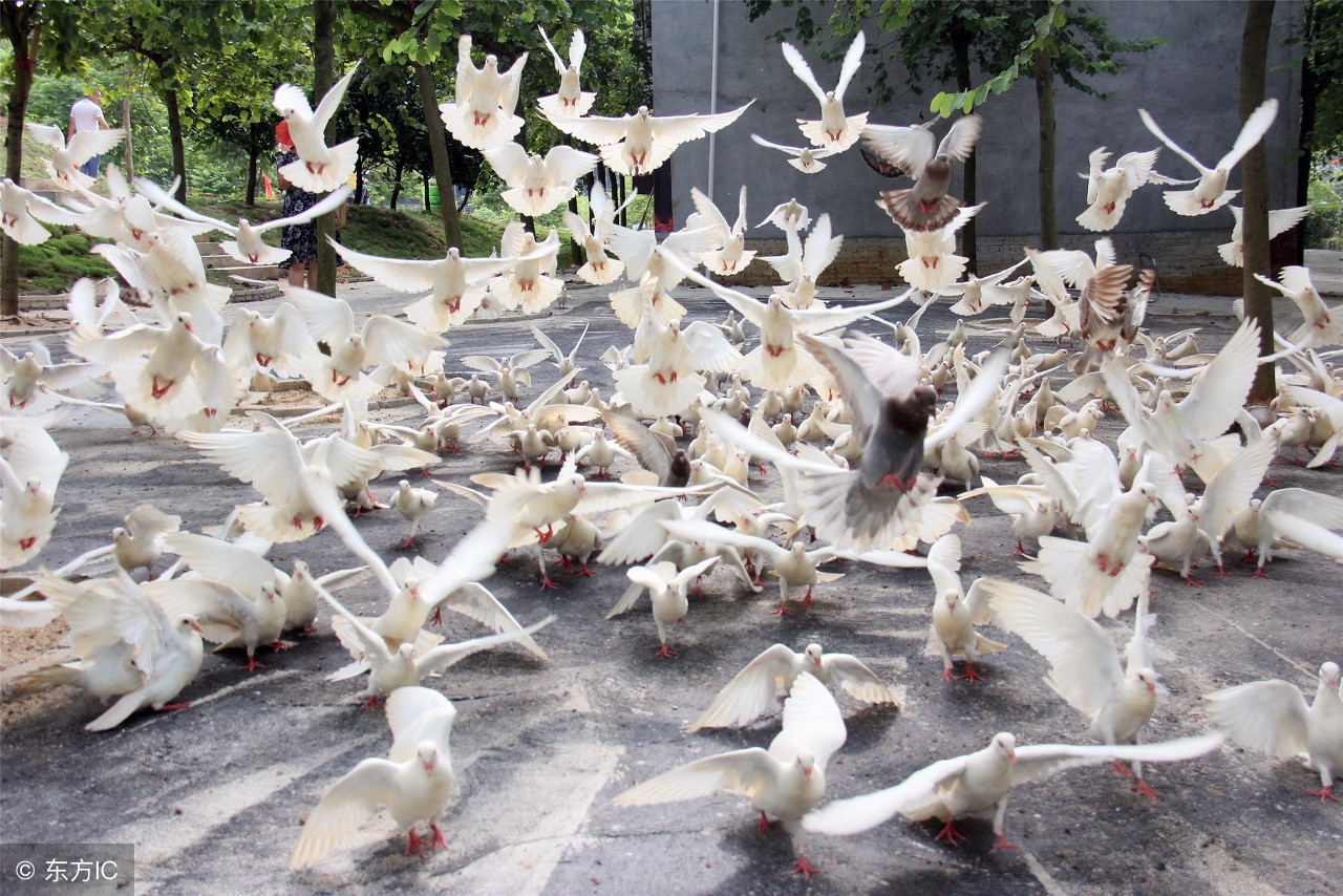 鸽子受惊不归巢怎么办,怎么才能让鸽子特别恋巢