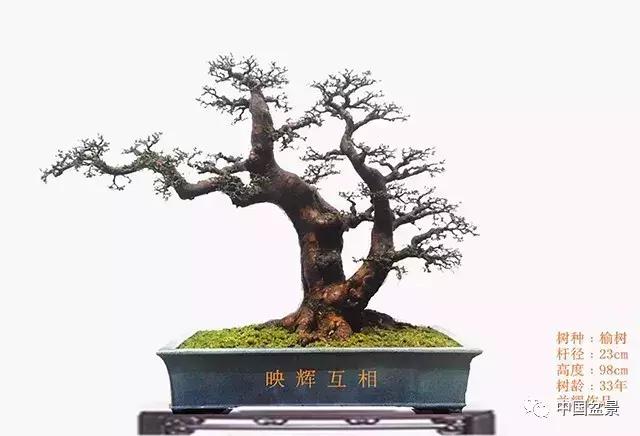 盆景欣赏一枝一叶,一组双杆盆景作品欣赏