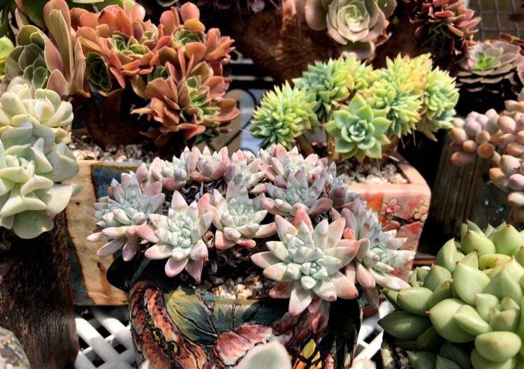 多肉长根瘤怎么处理,多肉植物长出虫怎么办