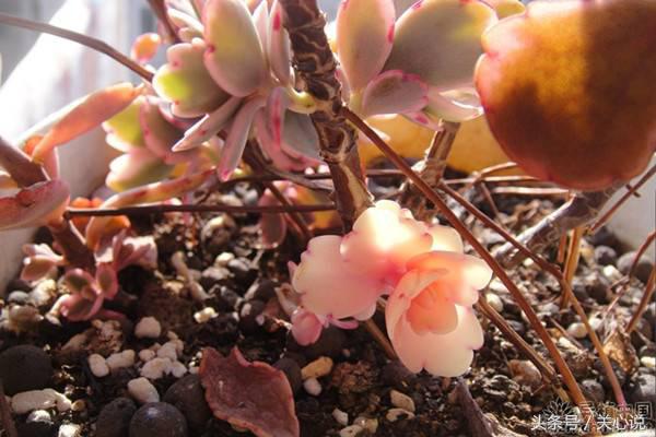 多肉之最,多肉之类的植物