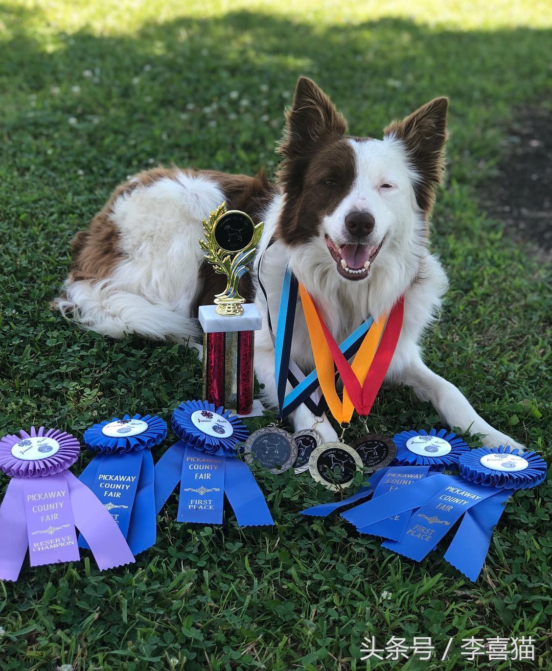 训练狗狗的正确方法和技巧,铲屎官如何正确训练狗狗