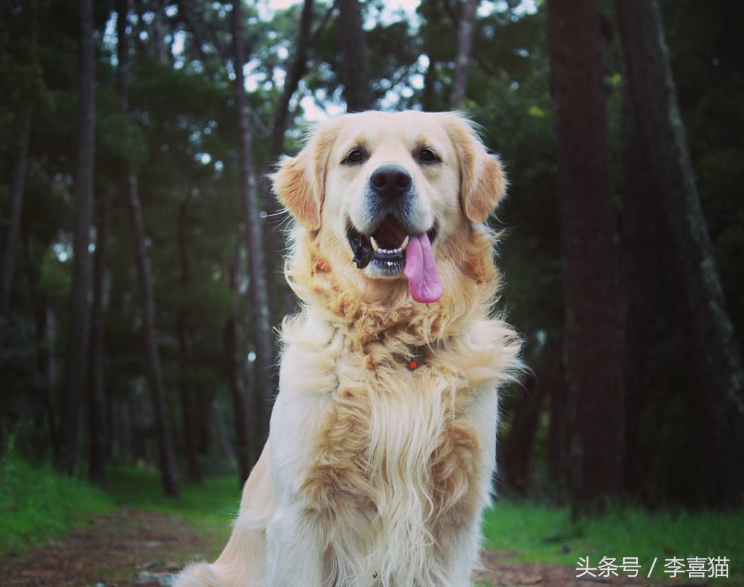 训练狗狗的正确方法和技巧,铲屎官如何正确训练狗狗