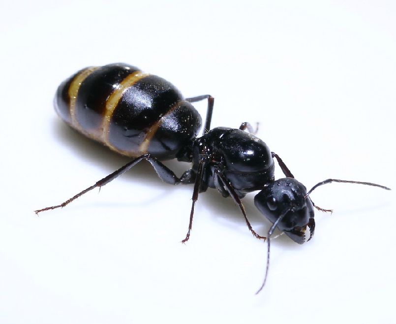 怎么杀蚂蚁家里好多蚂蚁,哪种蚂蚁药能彻底消灭家里的蚂蚁