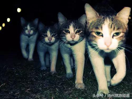 扬州市小升初的流程 (扬州小升初报名时间过了怎么办)