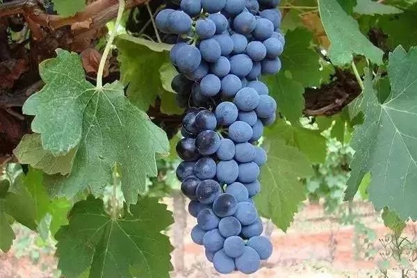 世界著名葡萄酒推荐,世界名牌葡萄酒