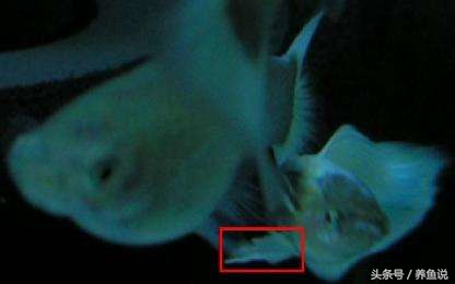 教你如何优雅的繁殖孔雀鱼,怎么繁殖出不一样色品种孔雀鱼