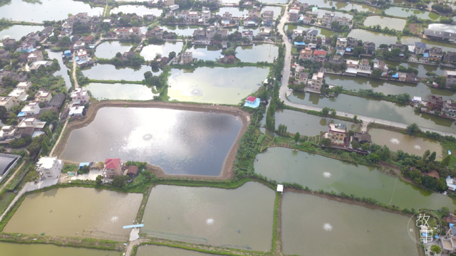 日式吃生鱼片是什么感受,日本料理中常见的生鱼片有哪些