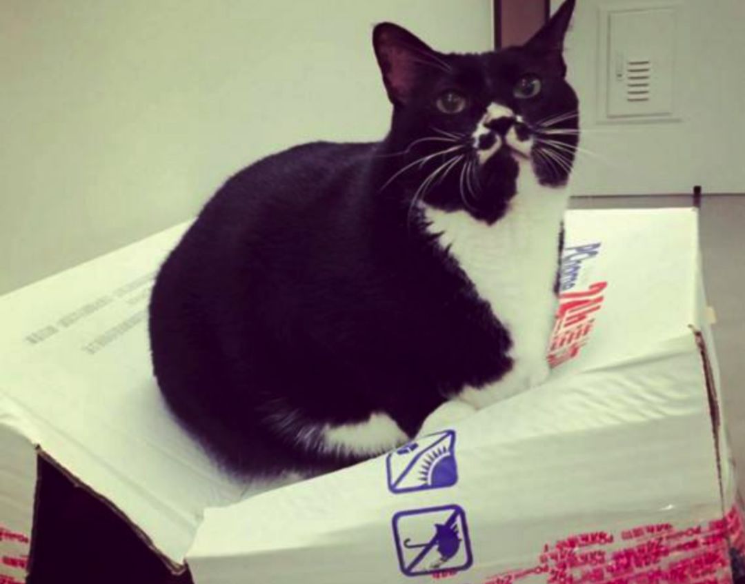 可爱小猫咪黑色胡子,可爱软萌小猫咪