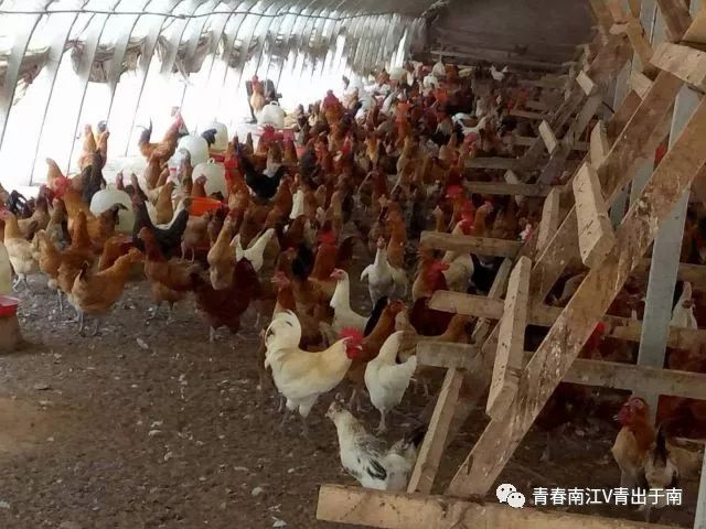 「青春扶贫示范项目」女大学生回乡创业带领乡亲致富——南江县远霖畜禽养殖专业合作社负责人蒋超群创业故事（第8期）