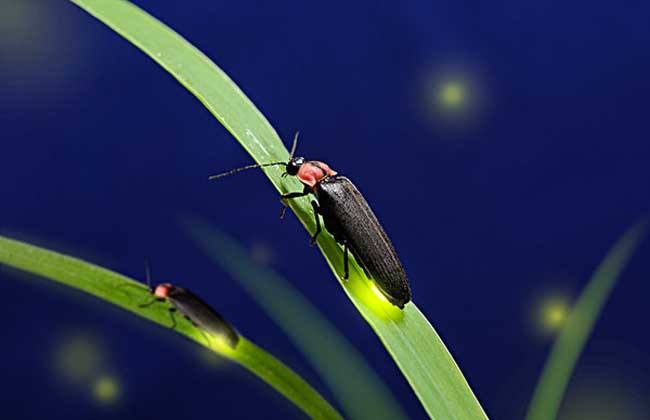 夏天的昆虫科普知识,夏天的昆虫阅读理解