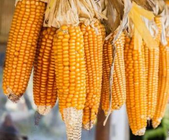 2021秋新玉米价,2022新玉米上市价格专家预测