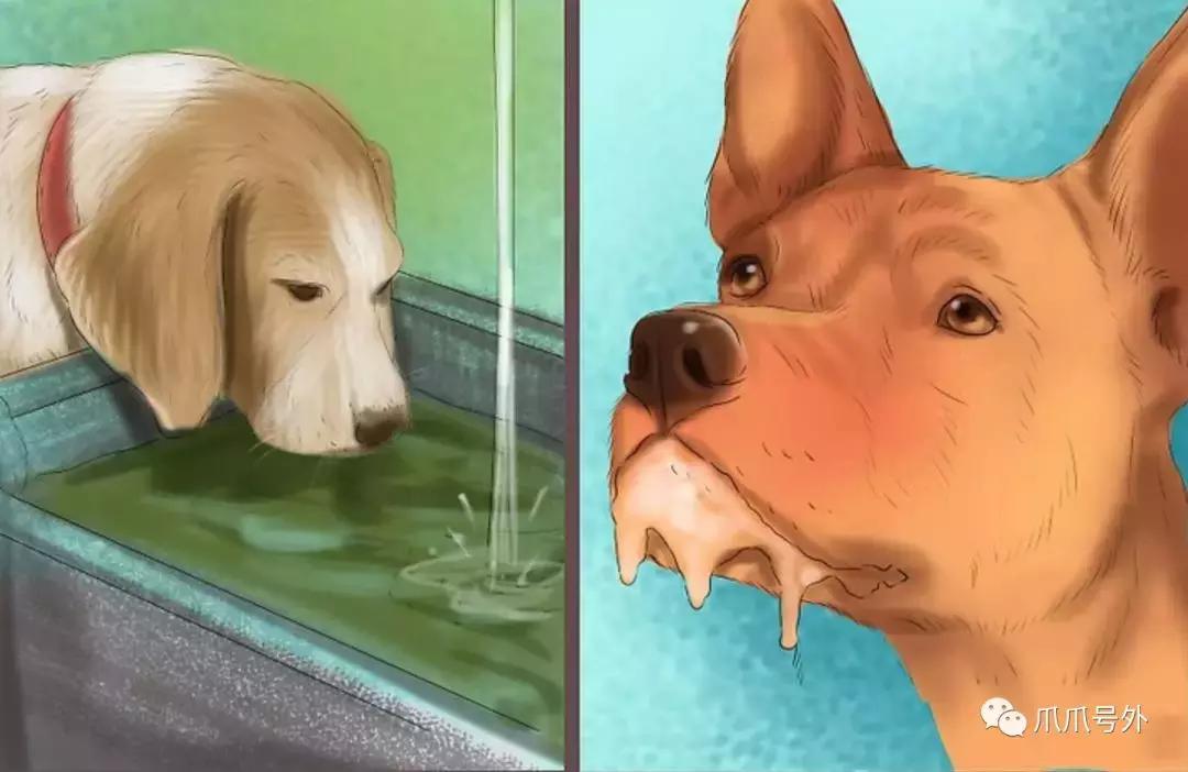 狗狗中暑该怎么拯救它,怎么看狗狗中暑