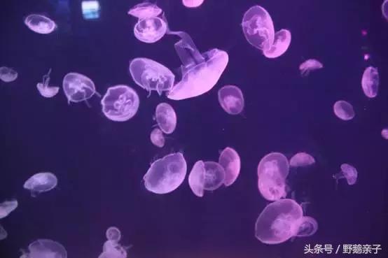 这个夏天去北京旅游好玩吗,夏天适合去的海底世界