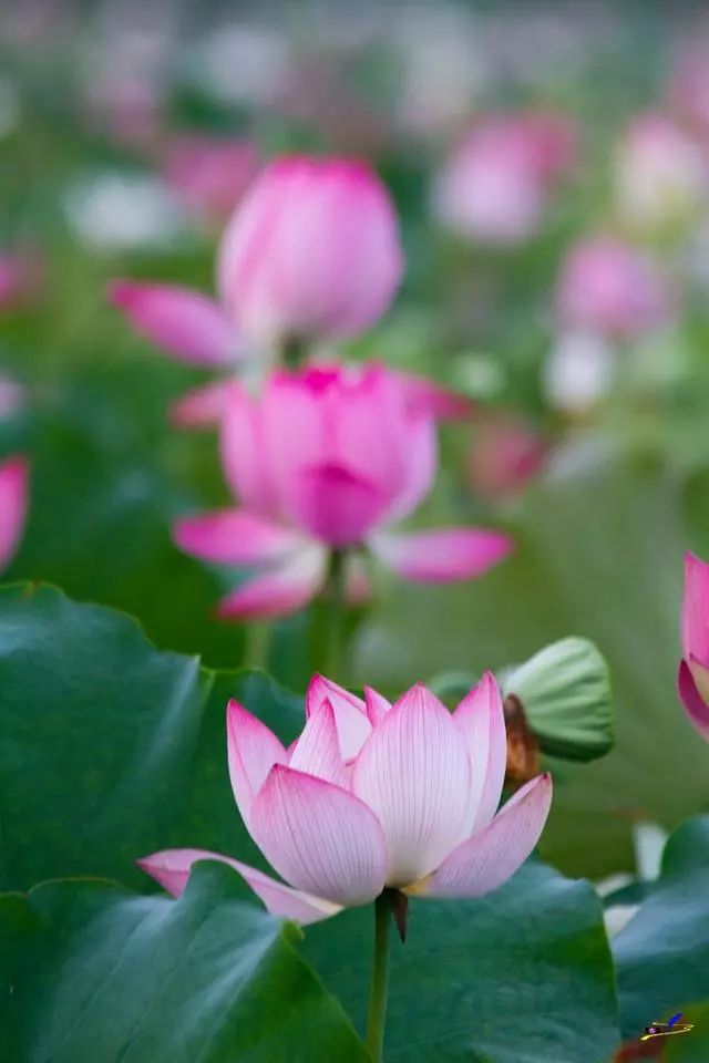 微山湖荷花丛中一群白衣美女舞动着柔软的腰肢