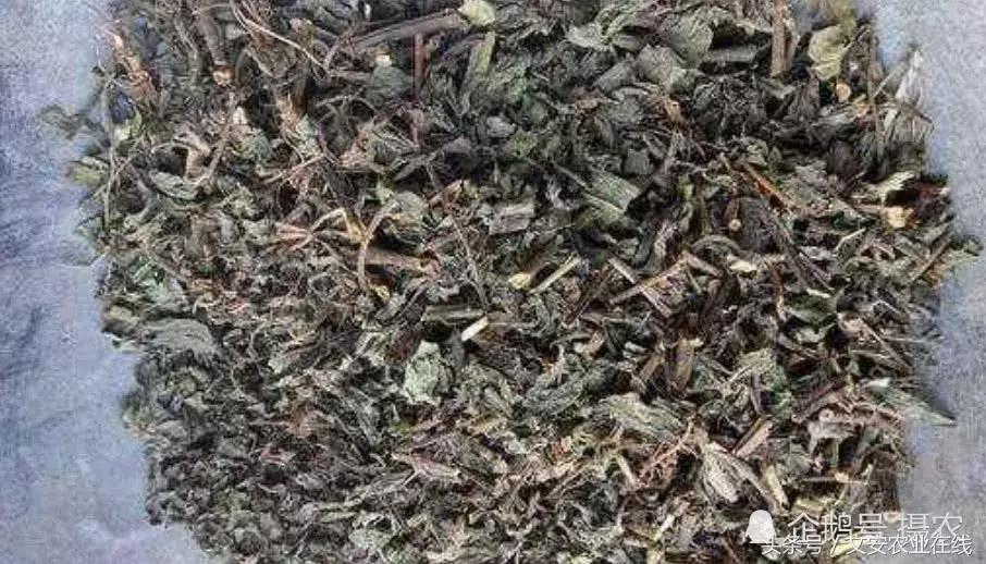 主治白发脱发的草药,野草治白发脱发