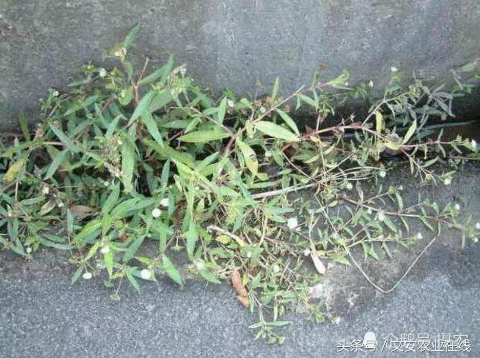 主治白发脱发的草药,野草治白发脱发