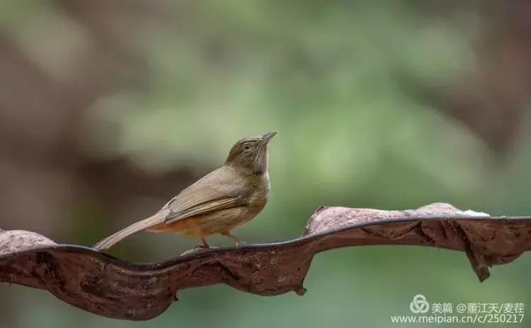 滇西拍鸟攻略,滇西观鸟的图片