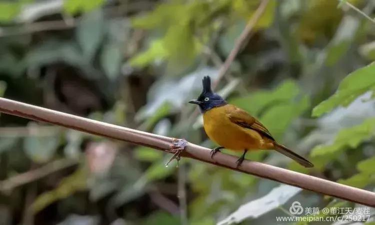 滇西拍鸟攻略,滇西观鸟的图片