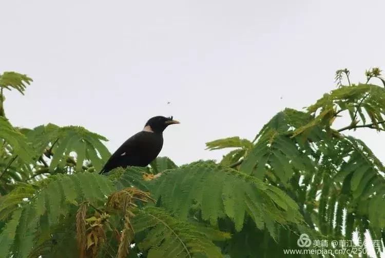 滇西拍鸟攻略,滇西观鸟的图片