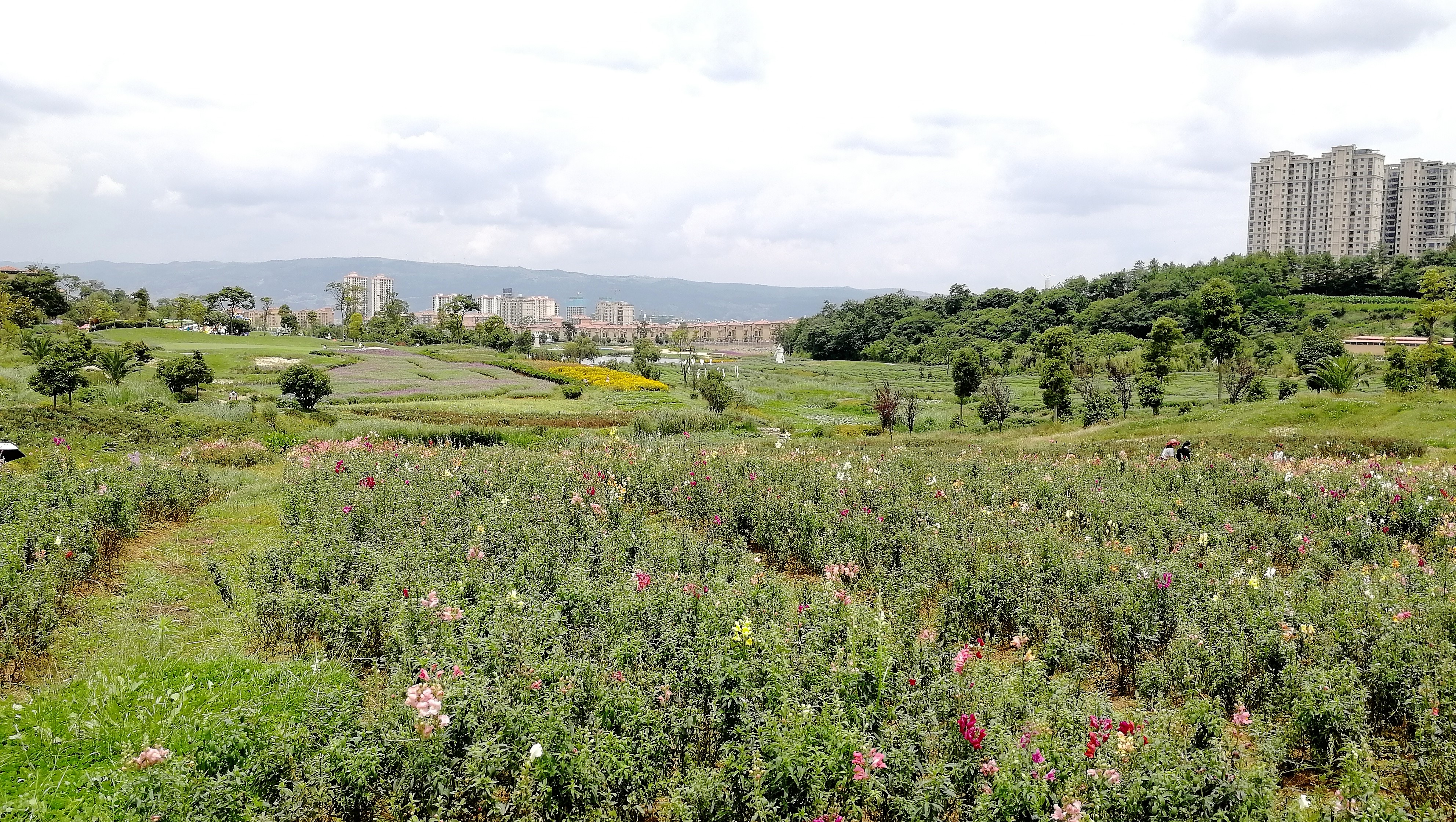 看花海，泡温泉，吃美食，这样的度假风你爱不爱？